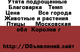 Утята подрощенные “Благоварка“,“Темп“ › Цена ­ 100 - Все города Животные и растения » Птицы   . Московская обл.,Королев г.